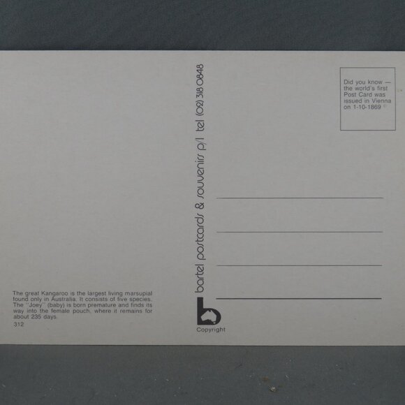 Vintage Postcard - Kangaroo and Joey - Bartel Postcards - Picture 2 of 4